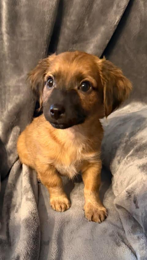 Hermes, Adoptable, Puppy Male Shih Tzu & Chihuahua.