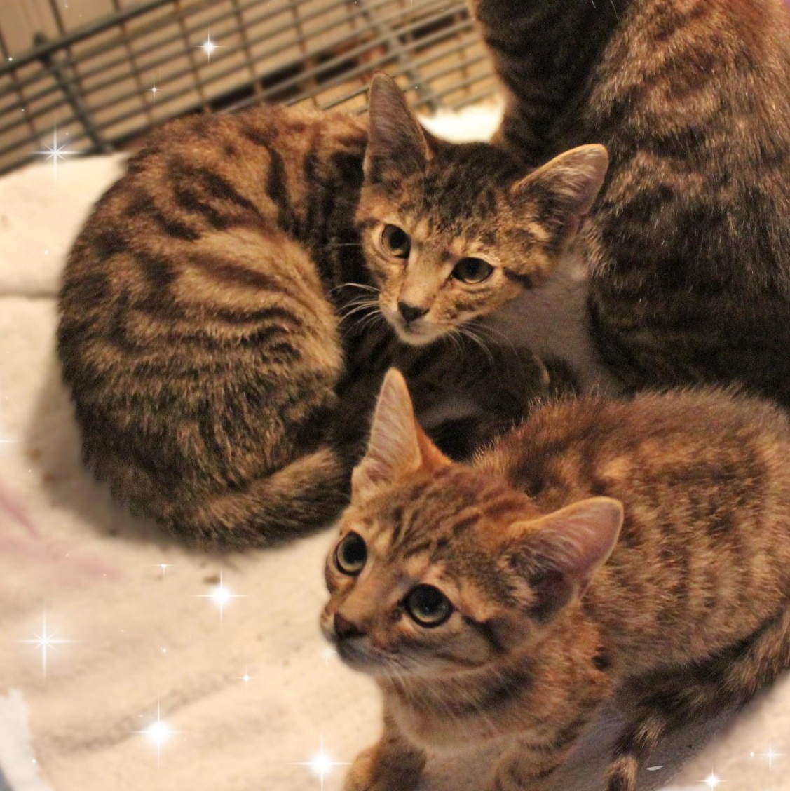 Enlarge Alfredo, Linguine, & Marinara, a ADOPTABLE Tabby in Amelia, OH image 2/2