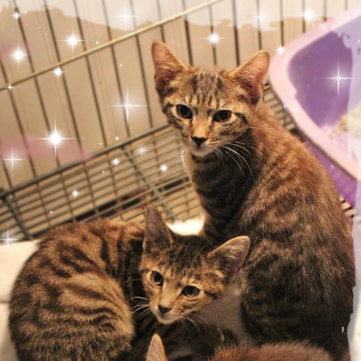 Enlarge Alfredo, Linguine, & Marinara, a ADOPTABLE Tabby in Amelia, OH image 1/2