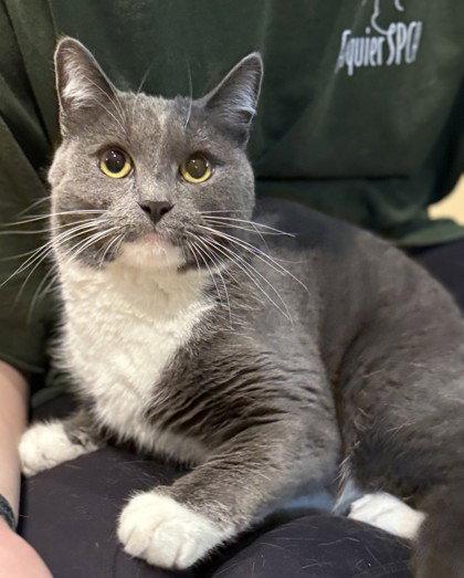 Chacha, Adoptable, Adult Female Domestic Short Hair.
