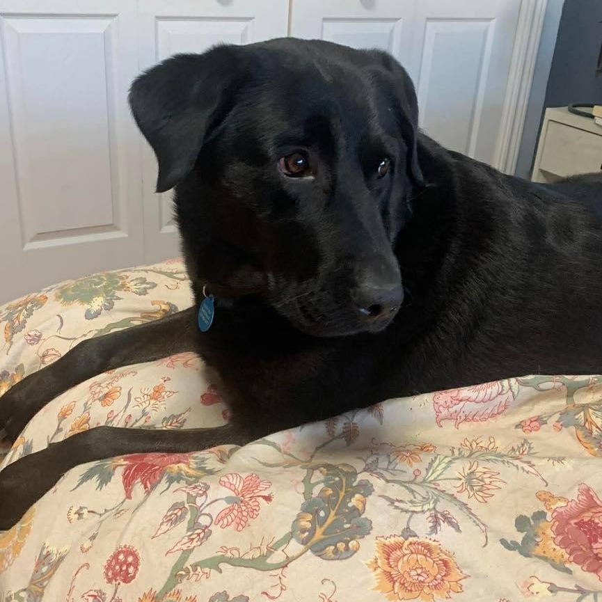 Enlarge Lucy, a ADOPTABLE mixed breed in St Thomas, ON image 2/3