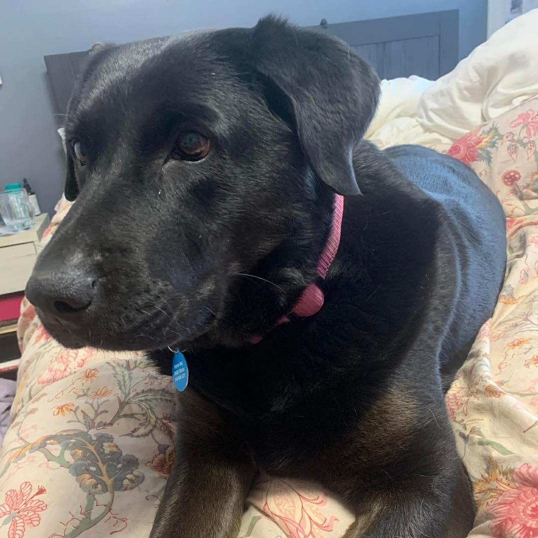 Enlarge Lucy, a ADOPTABLE mixed breed in St Thomas, ON image 3/3