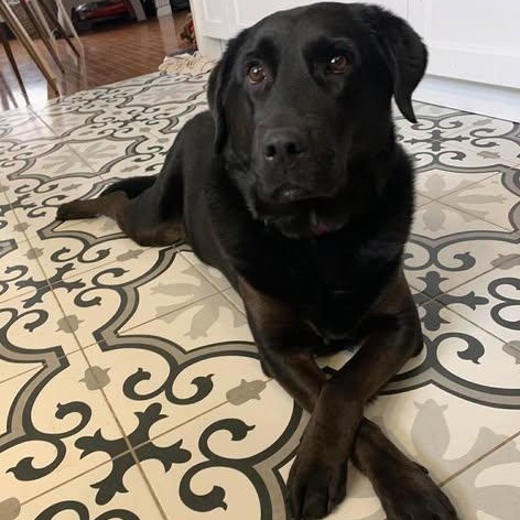 Lucy, ADOPTABLE, Adult Female Black Labrador Retriever.