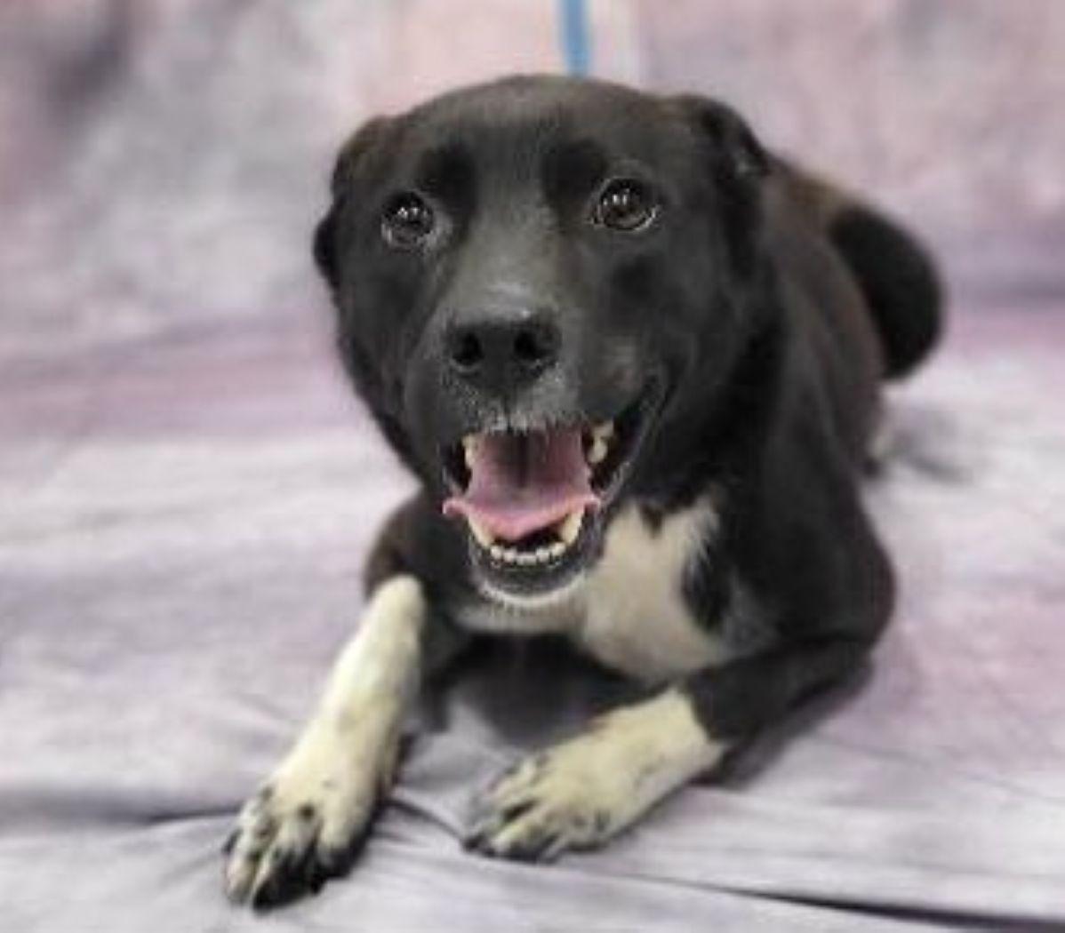 Romeo, a Adoptable mixed breed in Savannah, GA image 2/2