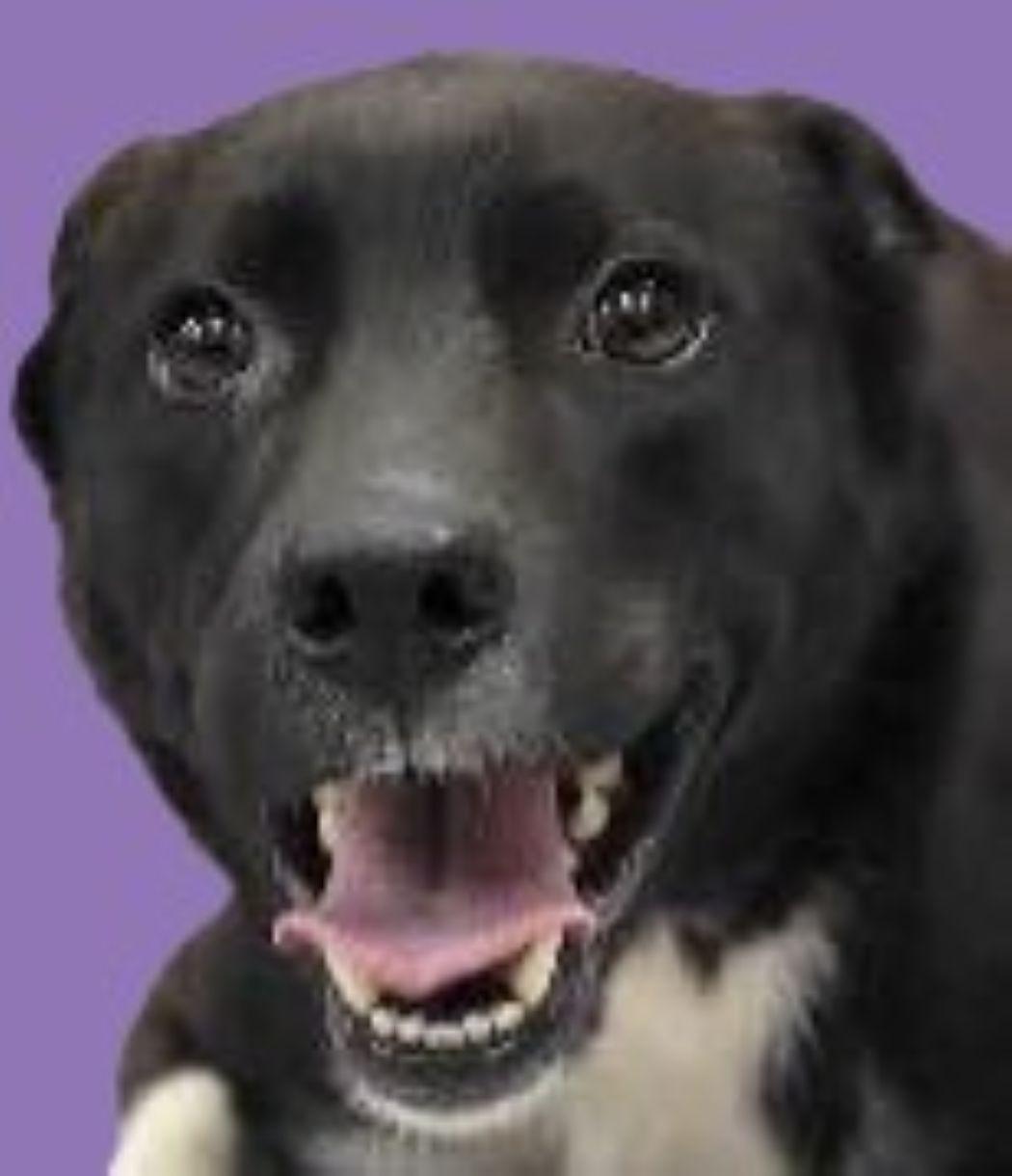 Romeo, Adoptable, Adult Male Border Collie & Hound.