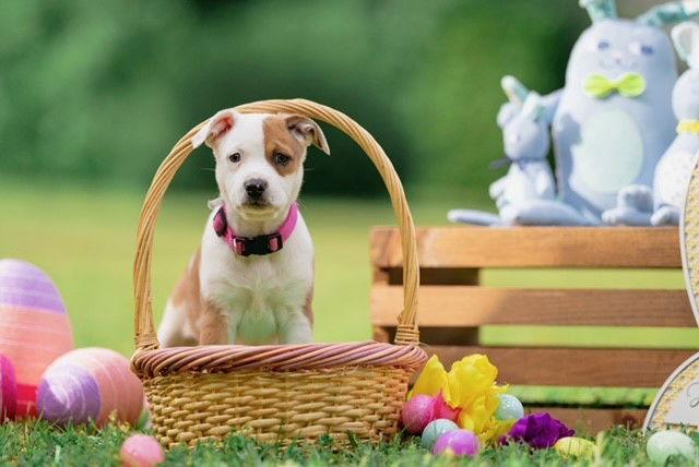 Enlarge Sunday (NKA Magnolia), a Adopted Australian Shepherd in Garner, NC image 1/3