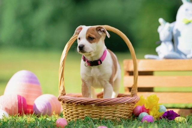 Enlarge Sunday (NKA Magnolia), a Adopted Australian Shepherd in Garner, NC image 2/3