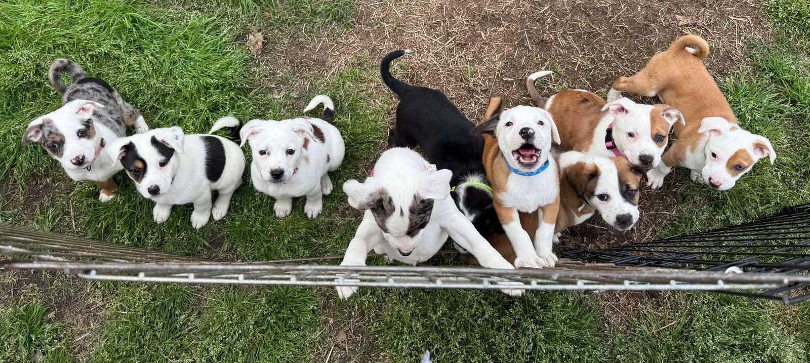 Enlarge Sunday (NKA Magnolia), a Adopted Australian Shepherd in Garner, NC image 3/3