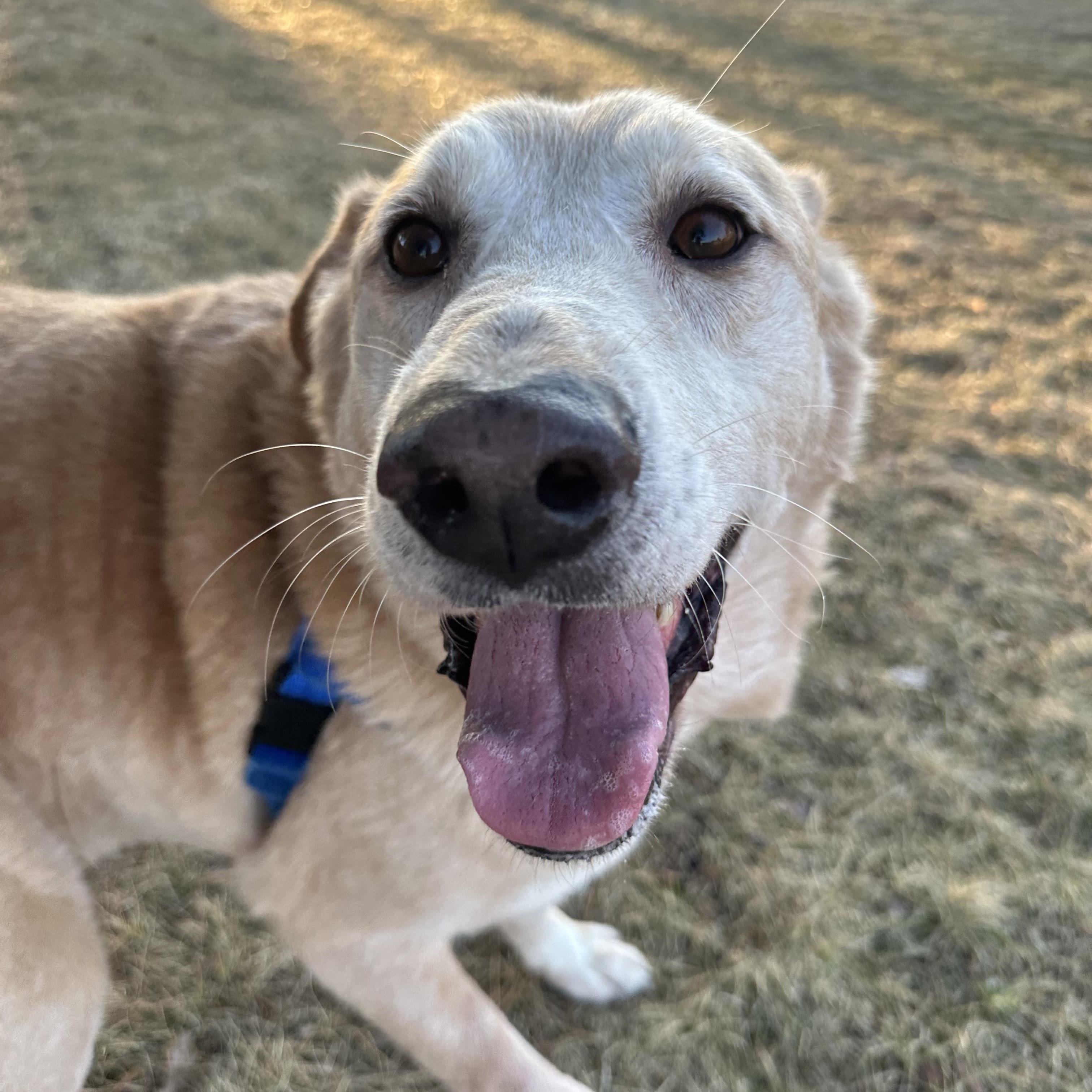Enlarge Lucky- Foster Home Needed , a ADOPTABLE Mixed Breed in Hartland, WI image 2/6