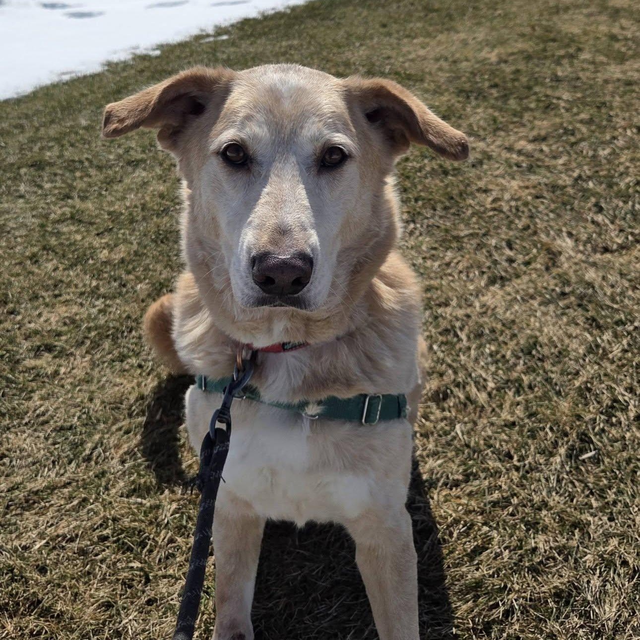 Enlarge Lucky- Foster Home Needed , a ADOPTABLE Mixed Breed in Hartland, WI image 4/6