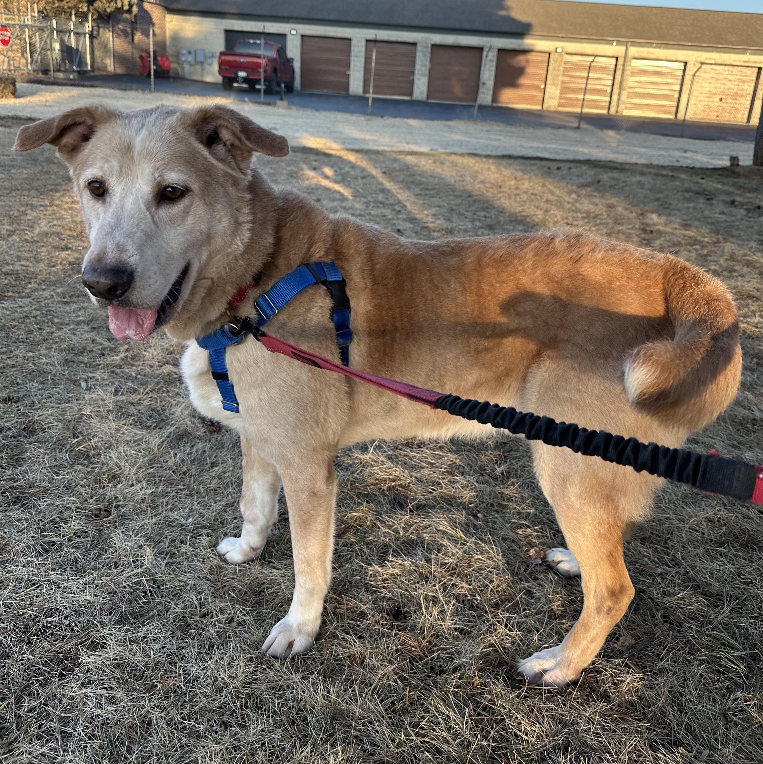 Enlarge Lucky- Foster Home Needed , a ADOPTABLE Mixed Breed in Hartland, WI image 5/6