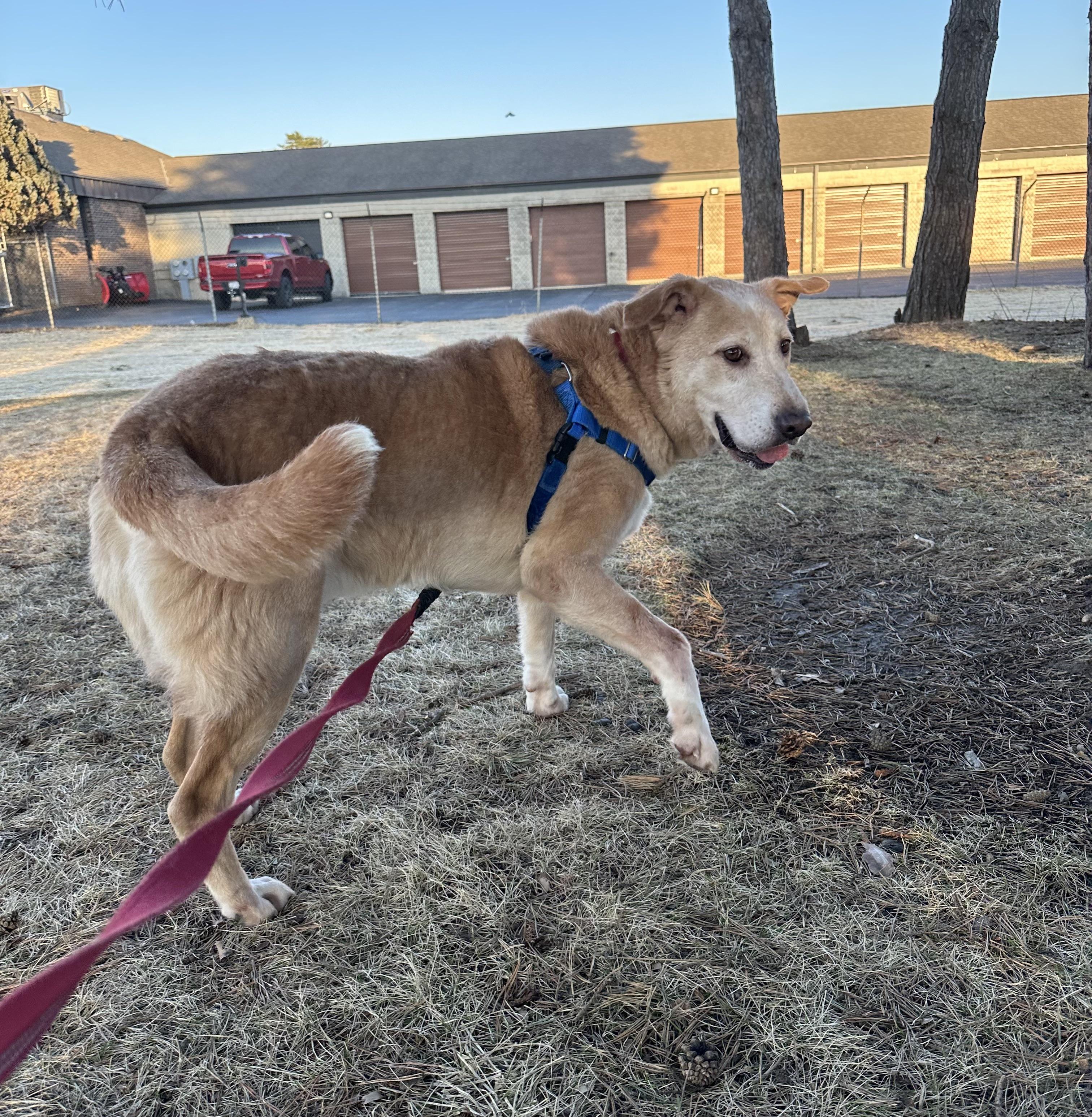 Enlarge Lucky- Foster Home Needed , a ADOPTABLE Mixed Breed in Hartland, WI image 3/6