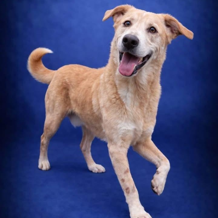 Lucky- Foster Home Needed , ADOPTABLE, Adult Male Mixed Breed.