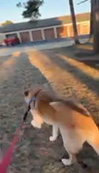 Enlarge Lucky- Foster Home Needed , a ADOPTABLE Mixed Breed in Hartland, WI video 6/6