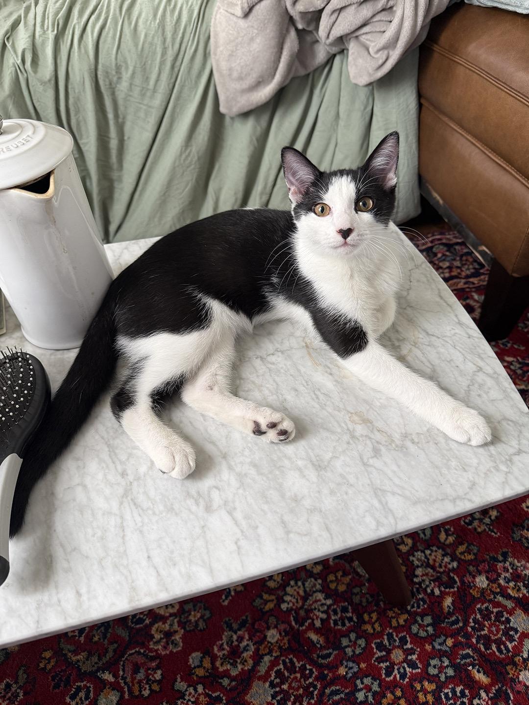 Enlarge Chloe Reno (fka Kool Kid), a Adoptable Domestic Medium Hair in Philadelphia, PA image 1/1