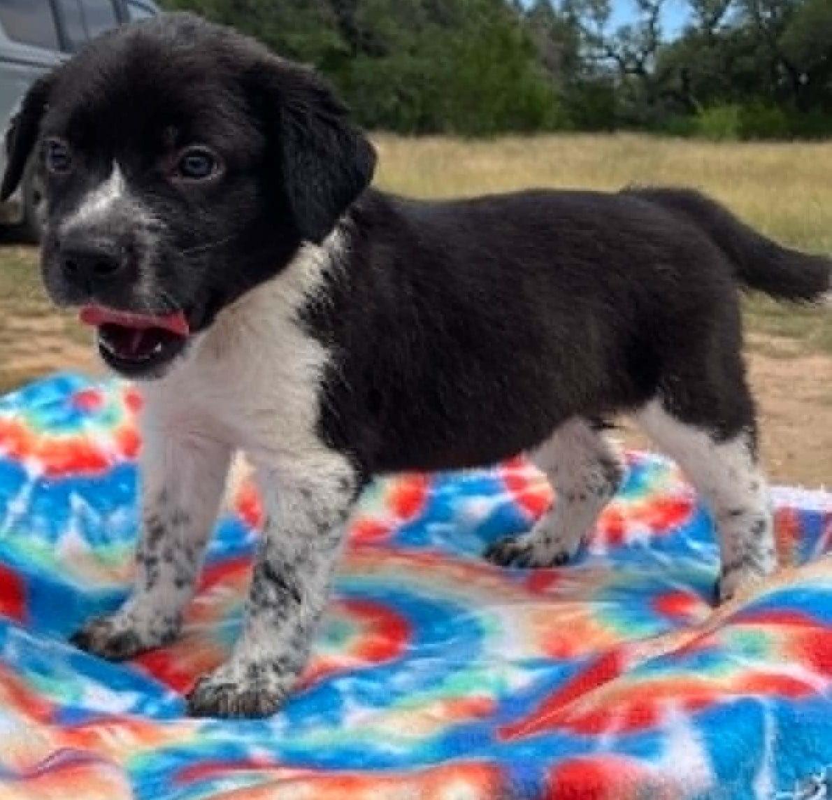 Enlarge Okra, a ADOPTABLE mixed breed in Temple, TX image 2/4