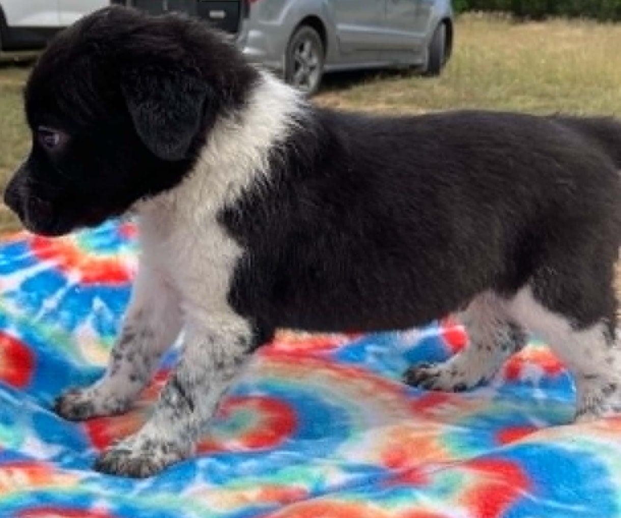 Enlarge Okra, a ADOPTABLE mixed breed in Temple, TX image 3/4