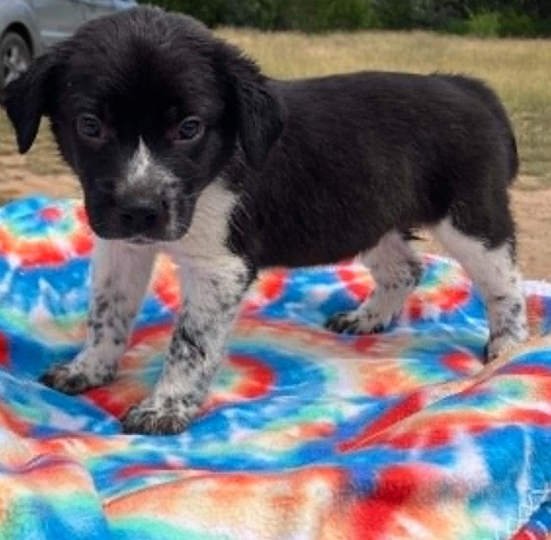 Enlarge Okra, a ADOPTABLE mixed breed in Temple, TX image 1/4