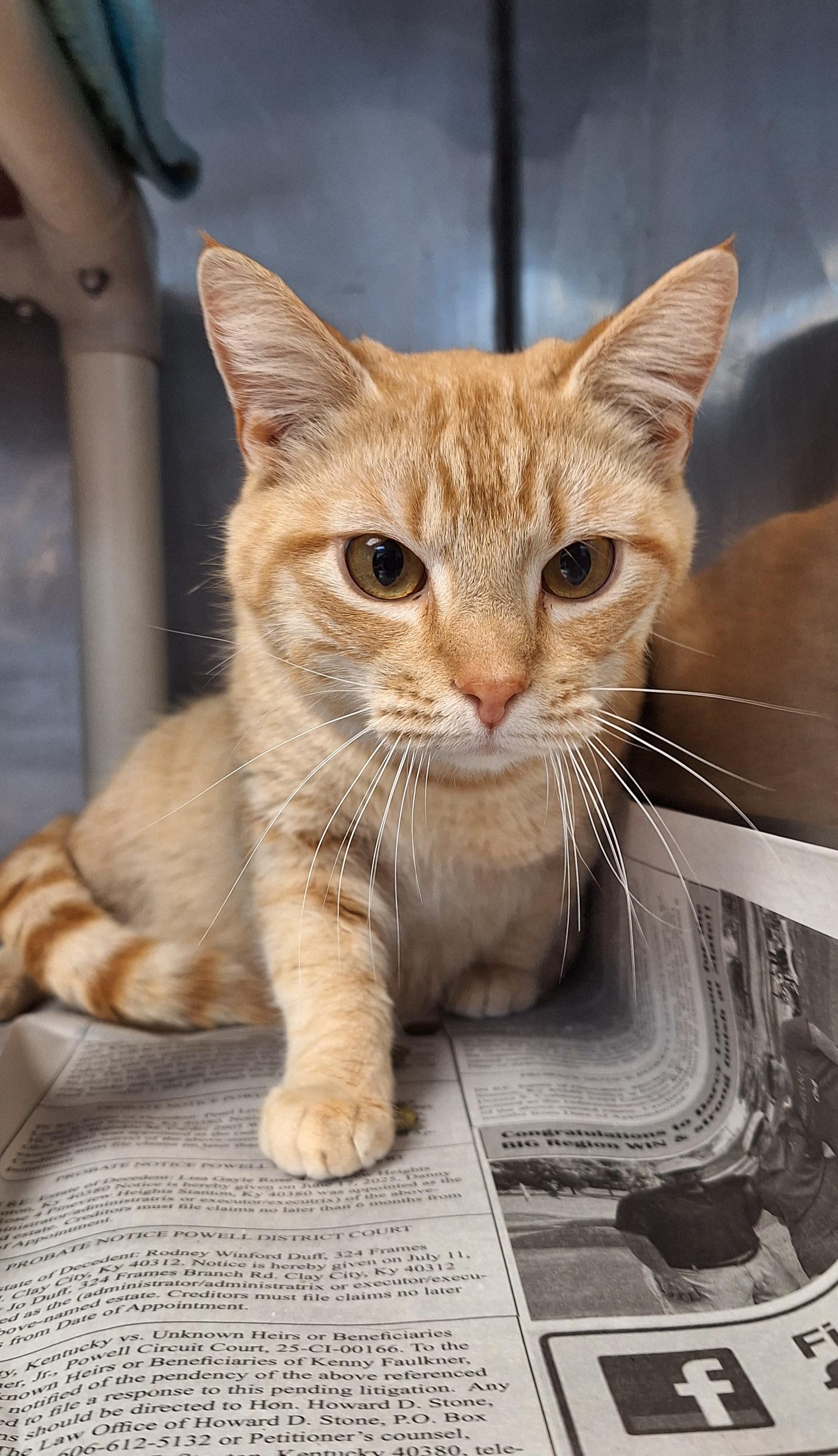 Chad and Charlie, a ADOPTABLE Tabby in Stanton, KY image 4/4