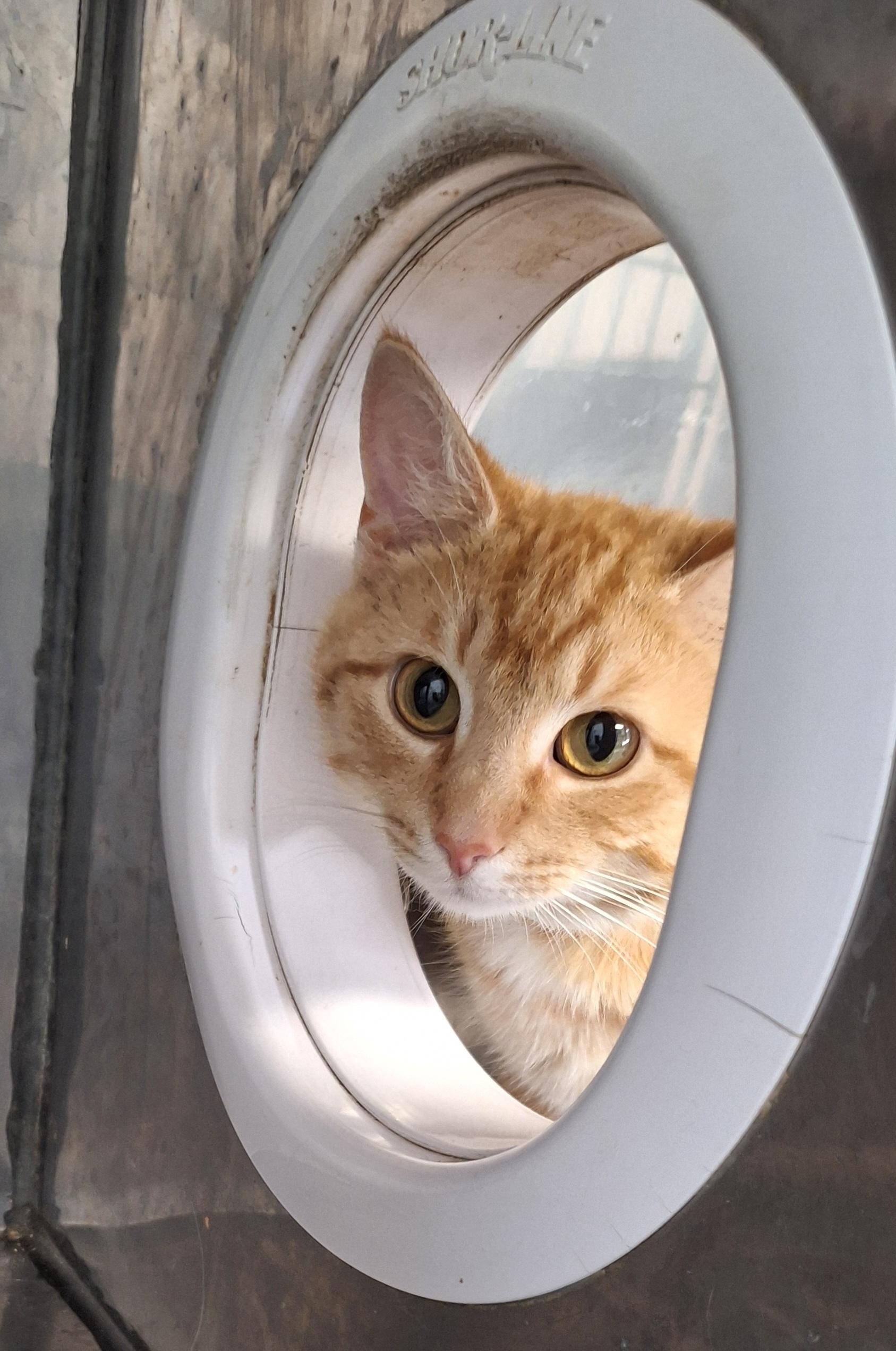 Enlarge Chad & Charlie (Barn or shop cats), an adoptable Tabby in Stanton, KY image 3/6