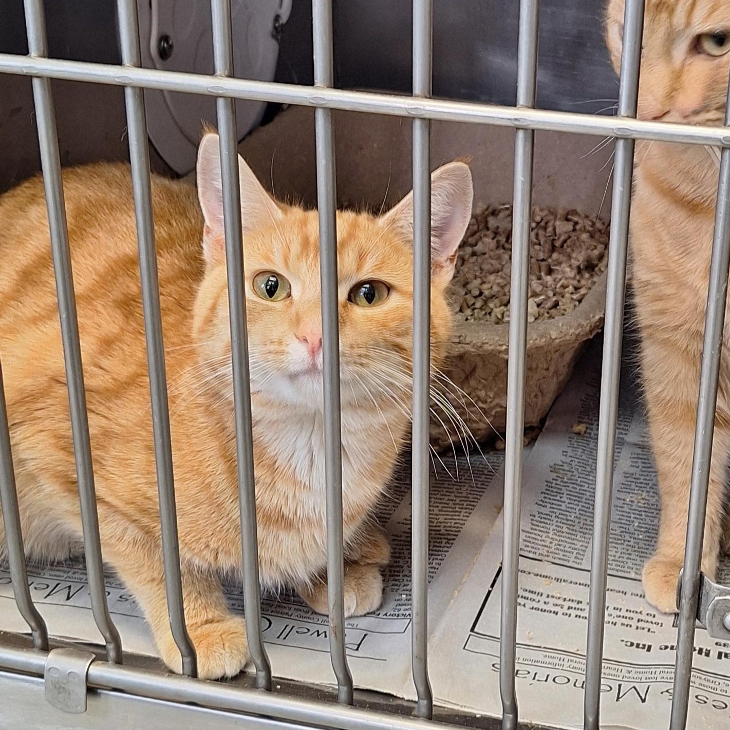 Enlarge Chad, a hold Tabby in Stanton, KY image 4/4