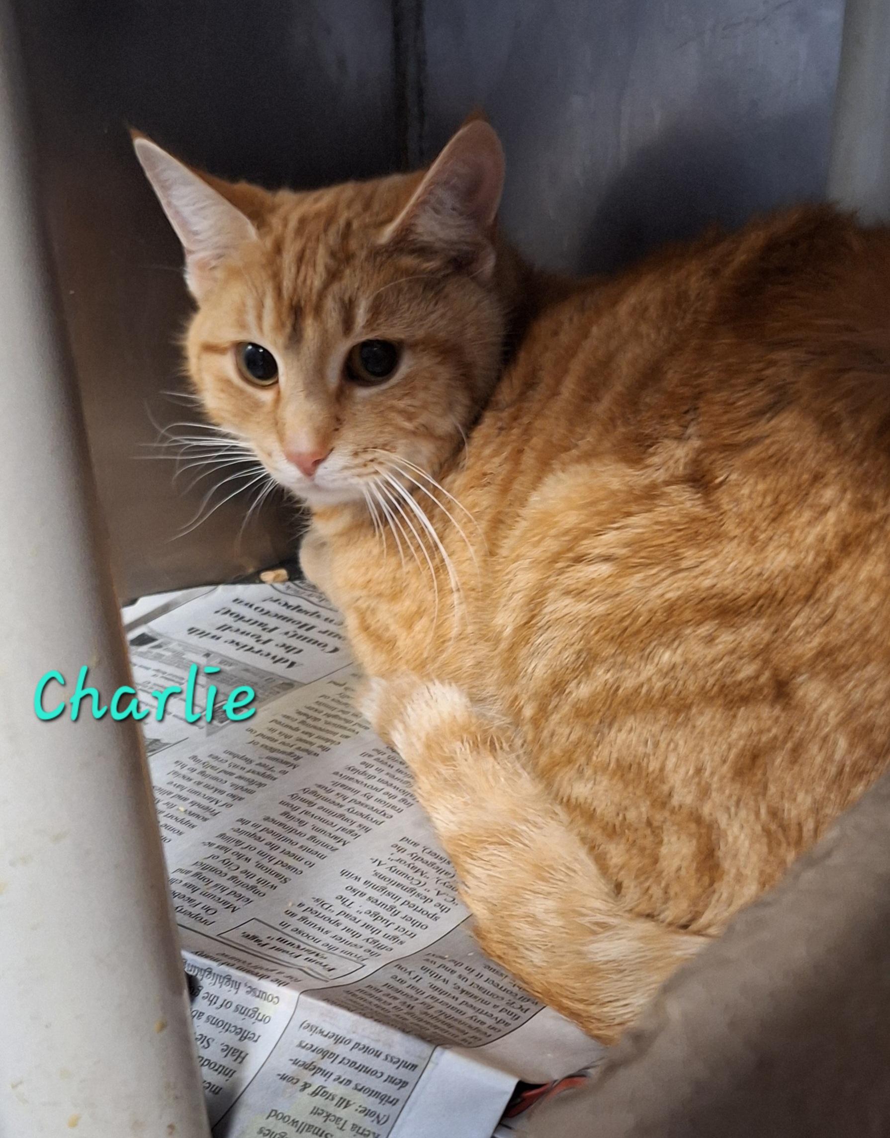 Chad and Charlie, ADOPTABLE, Young Male Tabby.