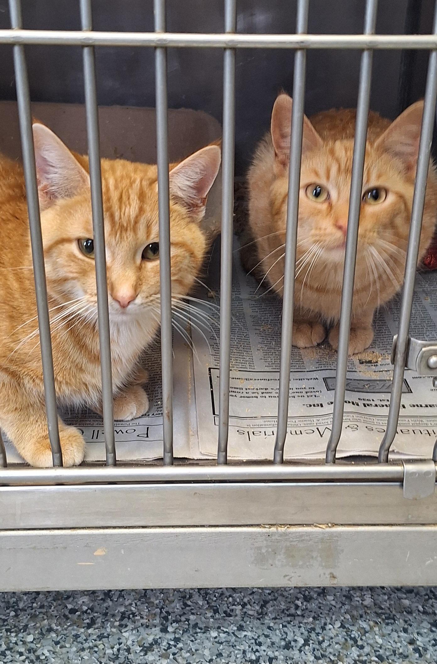 Chad and Charlie, ADOPTABLE, Young Male Tabby.