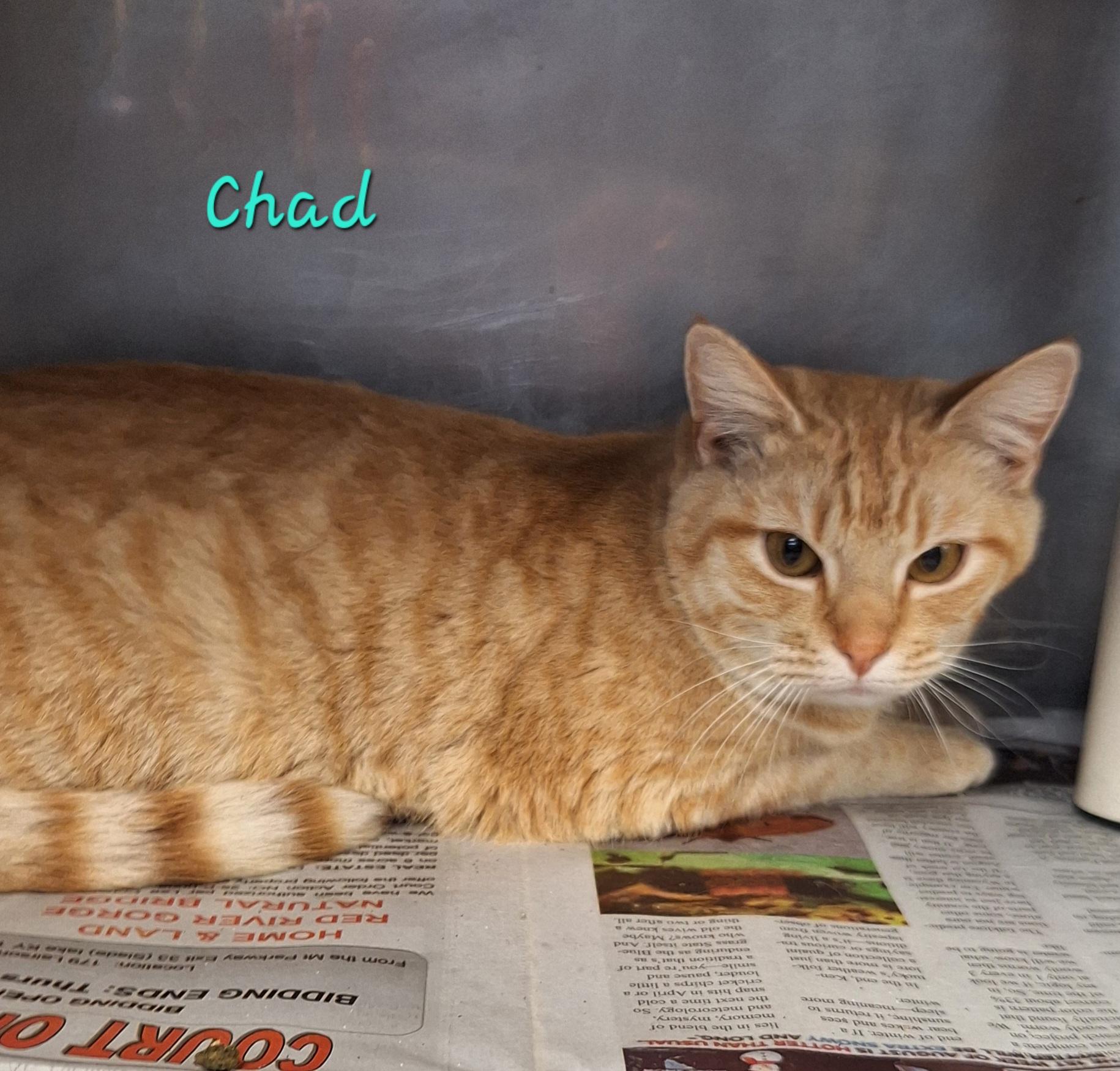 Chad and Charlie, a ADOPTABLE Tabby in Stanton, KY image 2/4