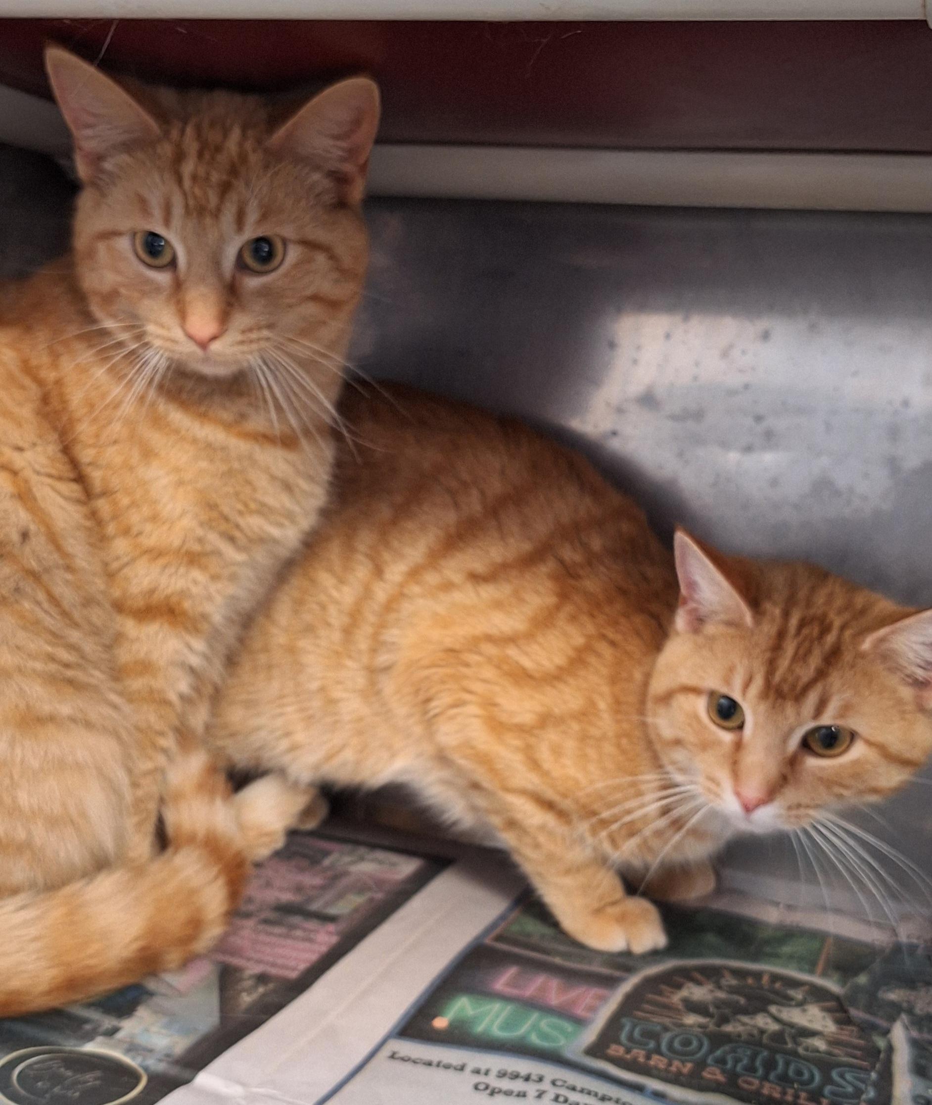 Enlarge Chad & Charlie (Barn or shop cats), an adoptable Tabby in Stanton, KY image 1/6