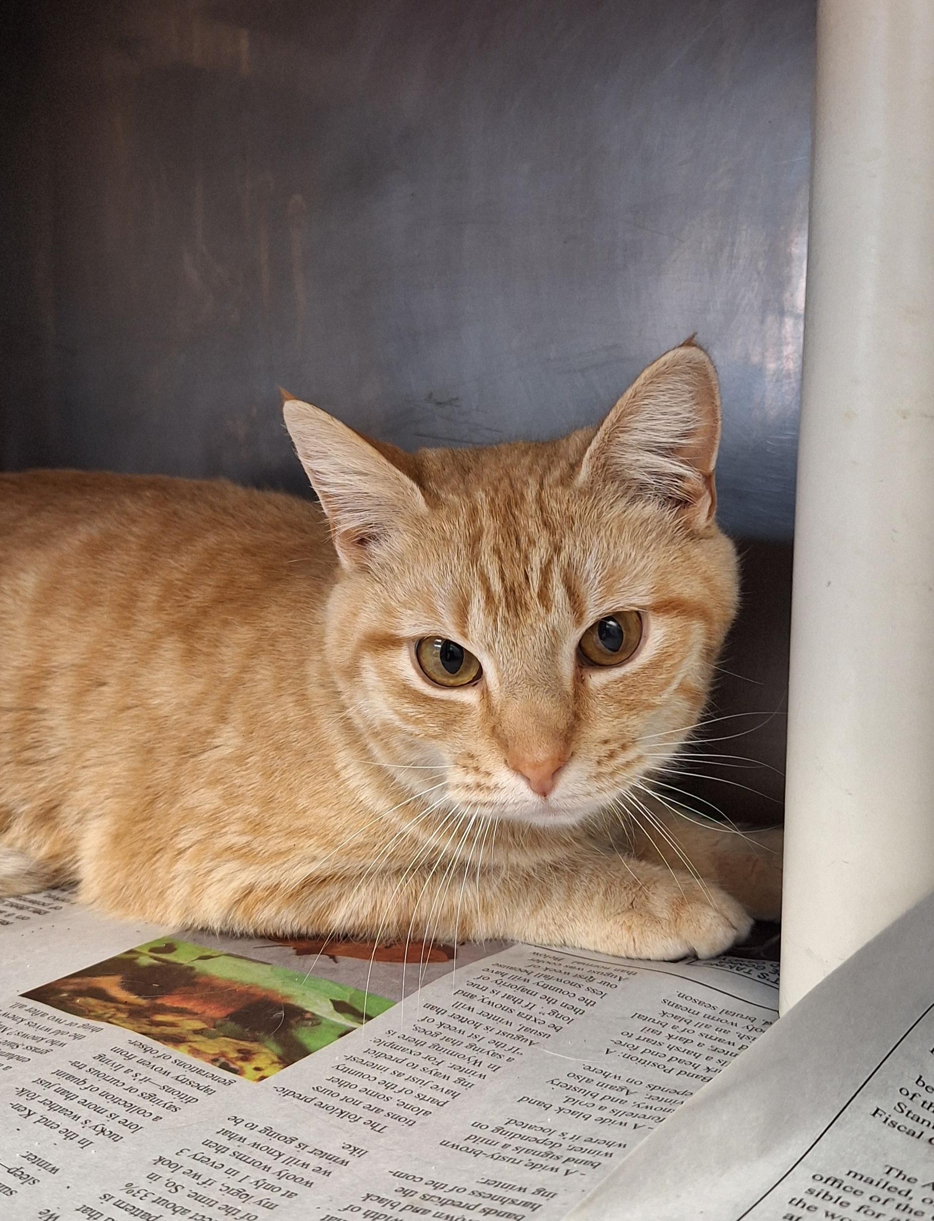 Chad and Charlie, a ADOPTABLE Tabby in Stanton, KY image 3/4