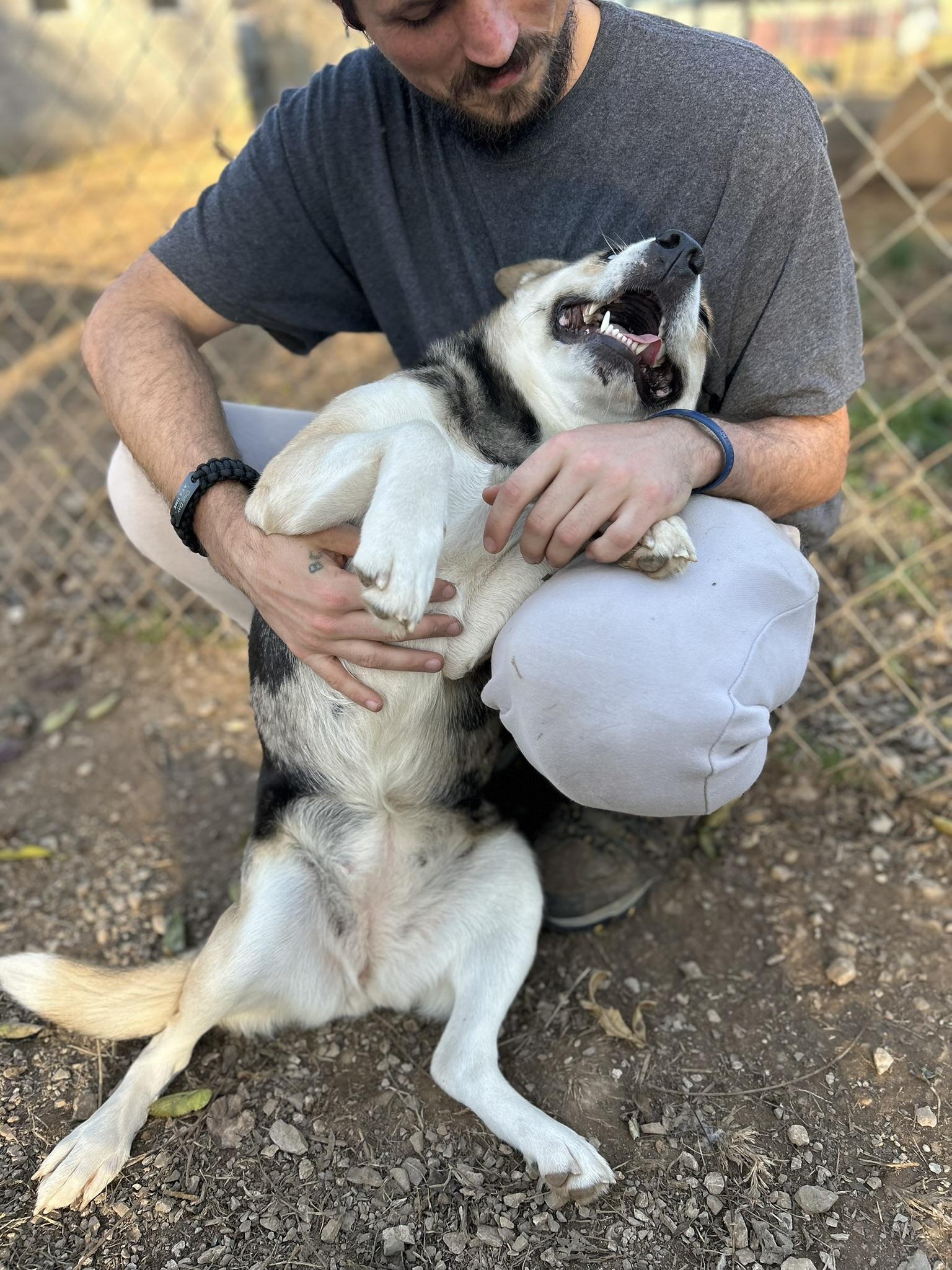 Chloe, a Adoptable Mixed Breed in Franklin, KY image 4/6