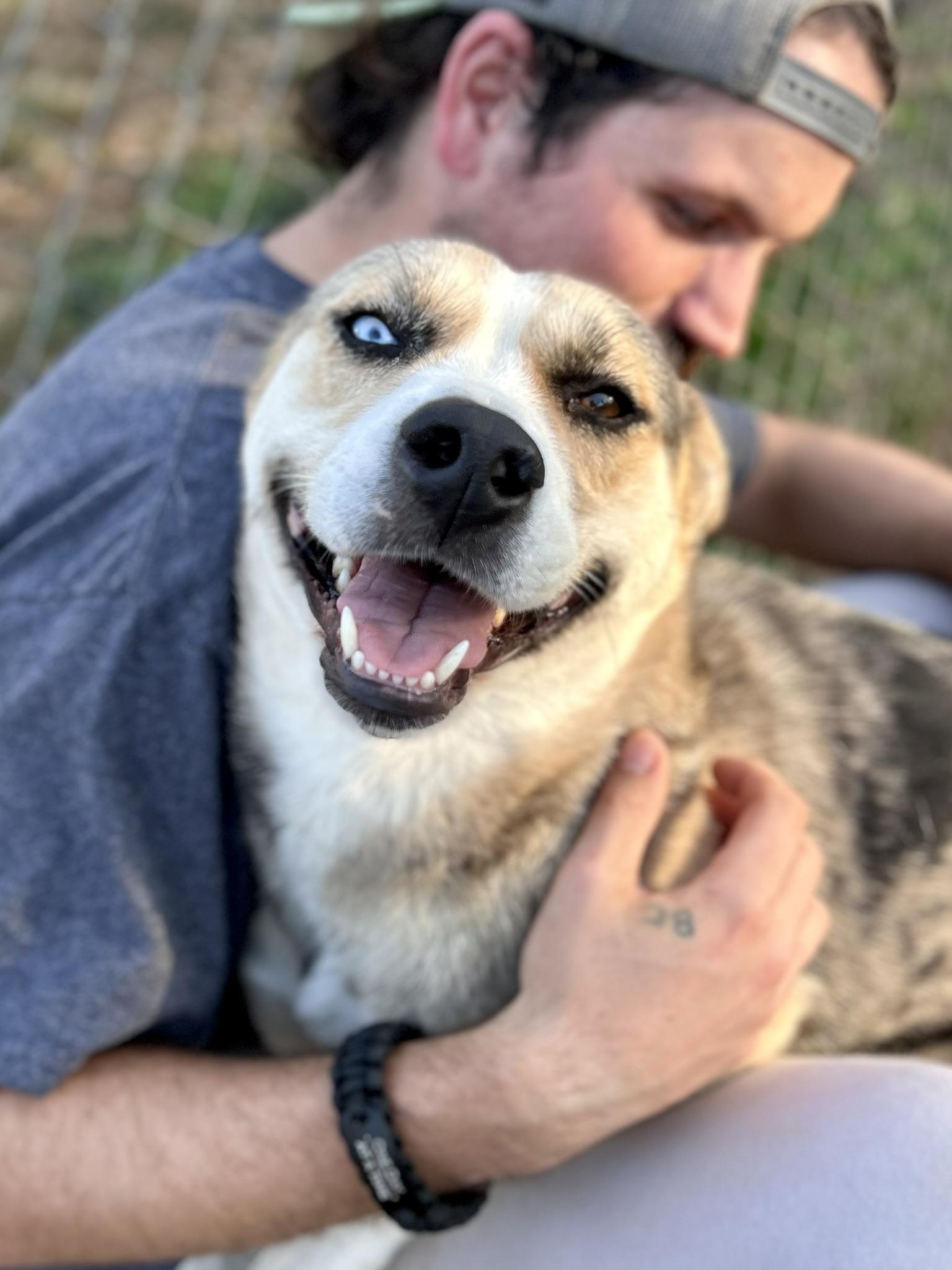 Chloe, Adoptable, Adult Female Mixed Breed.