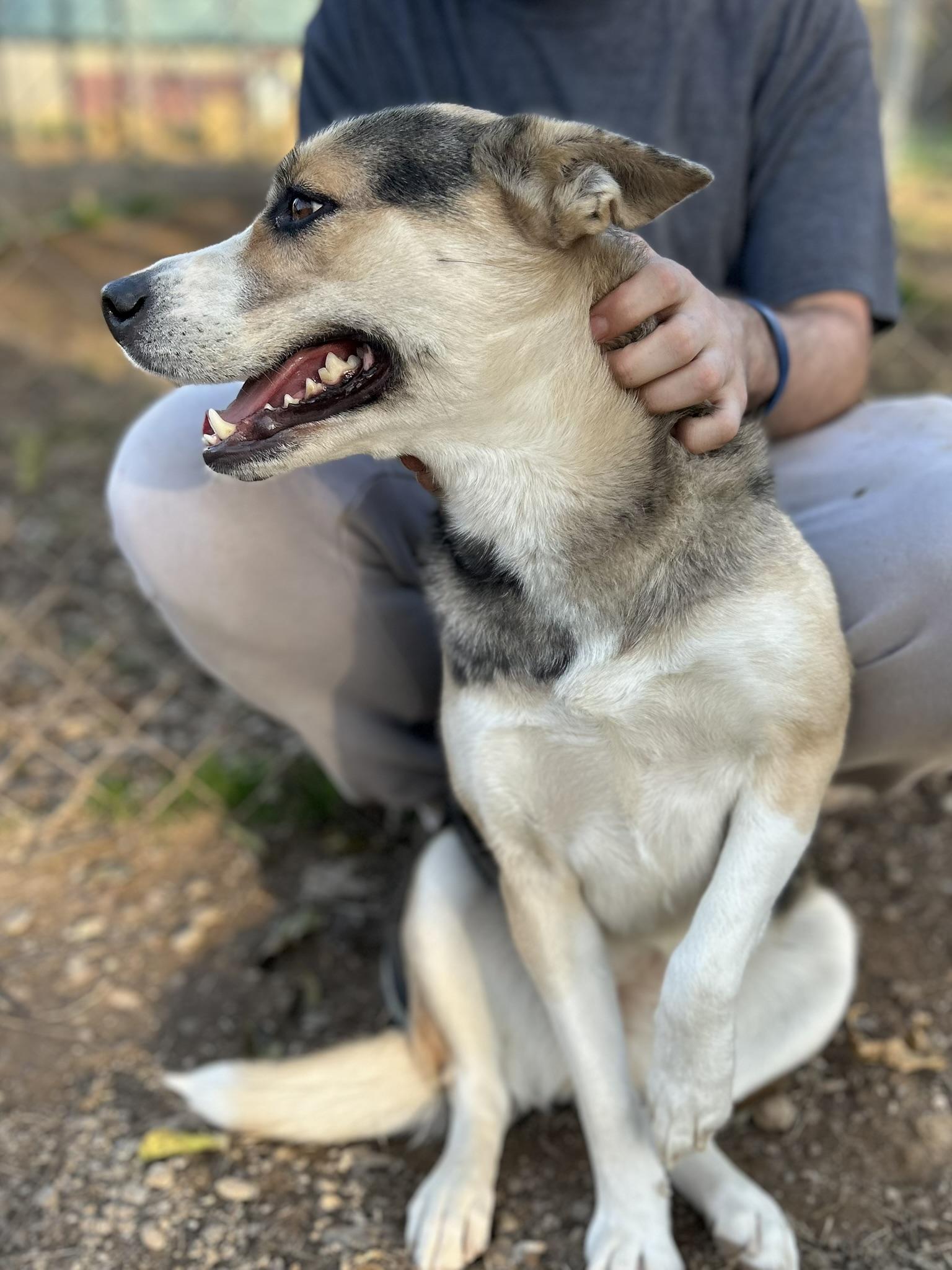 Chloe, a Adoptable Mixed Breed in Franklin, KY image 5/6