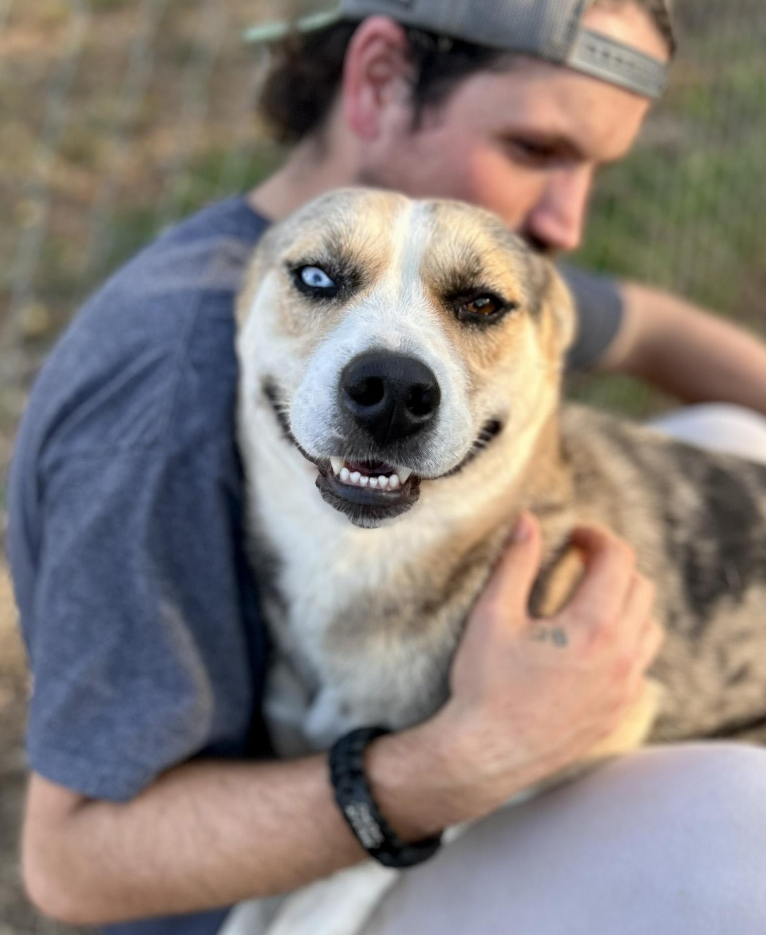 Chloe, a Adoptable Mixed Breed in Franklin, KY image 2/6