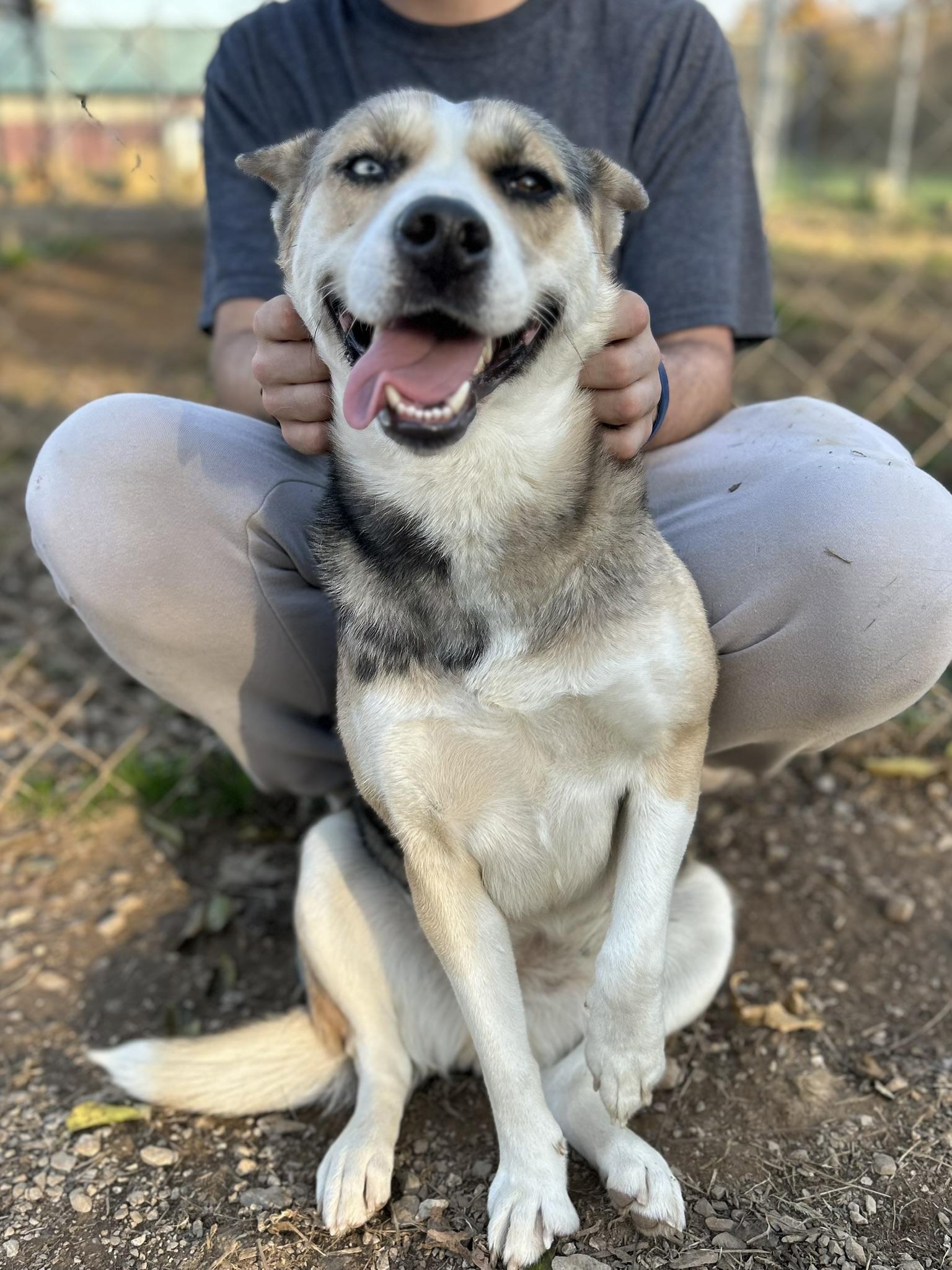 Chloe, a Adoptable Mixed Breed in Franklin, KY image 6/6