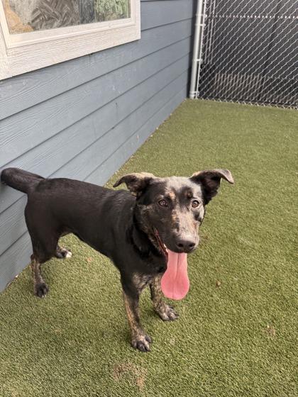 Aurora, Adoptable, Adult Female Mixed Breed & Mixed Breed.