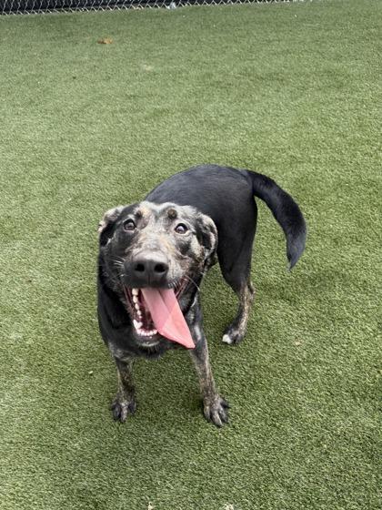 Enlarge Aurora, a Adoptable mixed breed in Lafayette, IN image 2/3