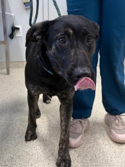 Enlarge Aurora, a Adoptable mixed breed in Lafayette, IN image 3/3