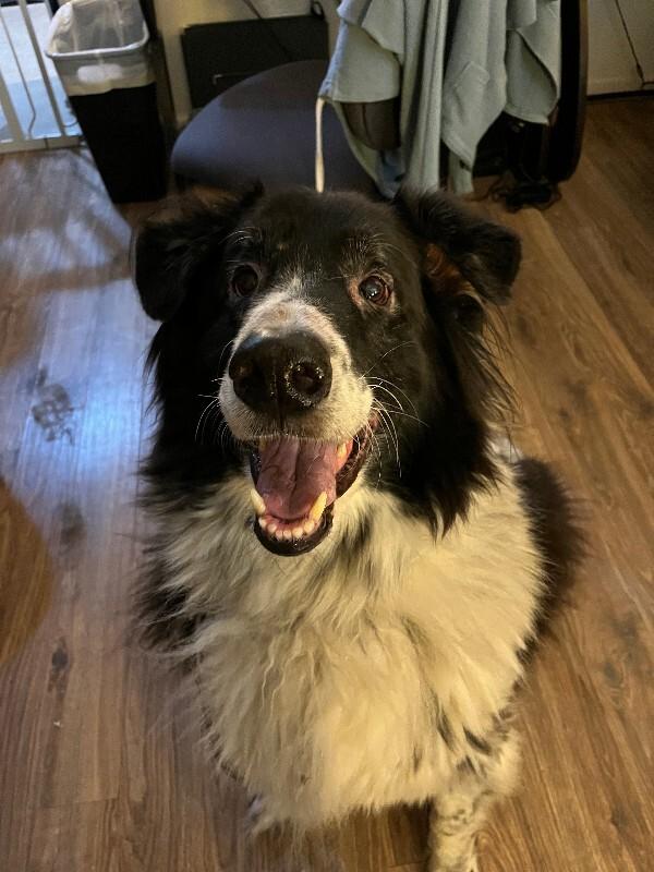 Jiro, Adoptable, Senior Male Rough Collie & Mixed Breed.