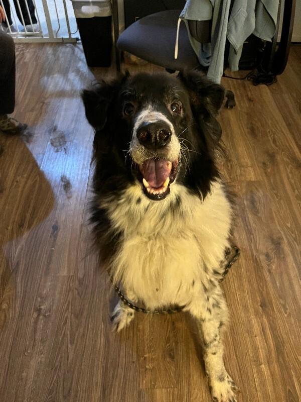 Jiro, a Adoptable mixed breed in Fort Collins, CO image 5/6