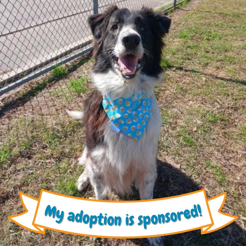 Jiro, a Adoptable mixed breed in Fort Collins, CO image 6/6