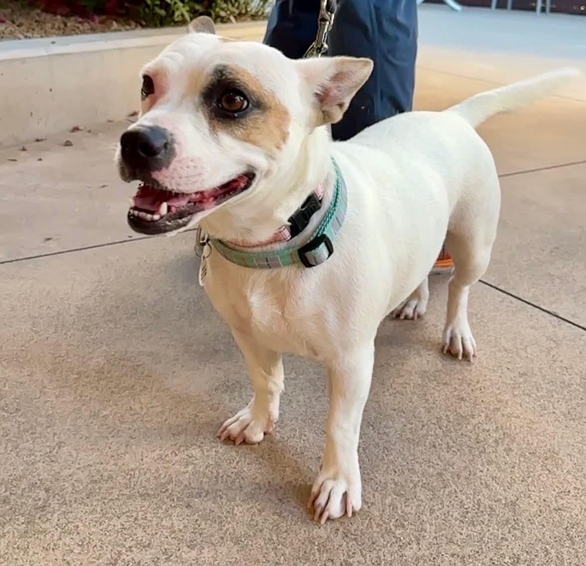 Kimchi, adopted, Young Female Jack Russell Terrier & French Bulldog.