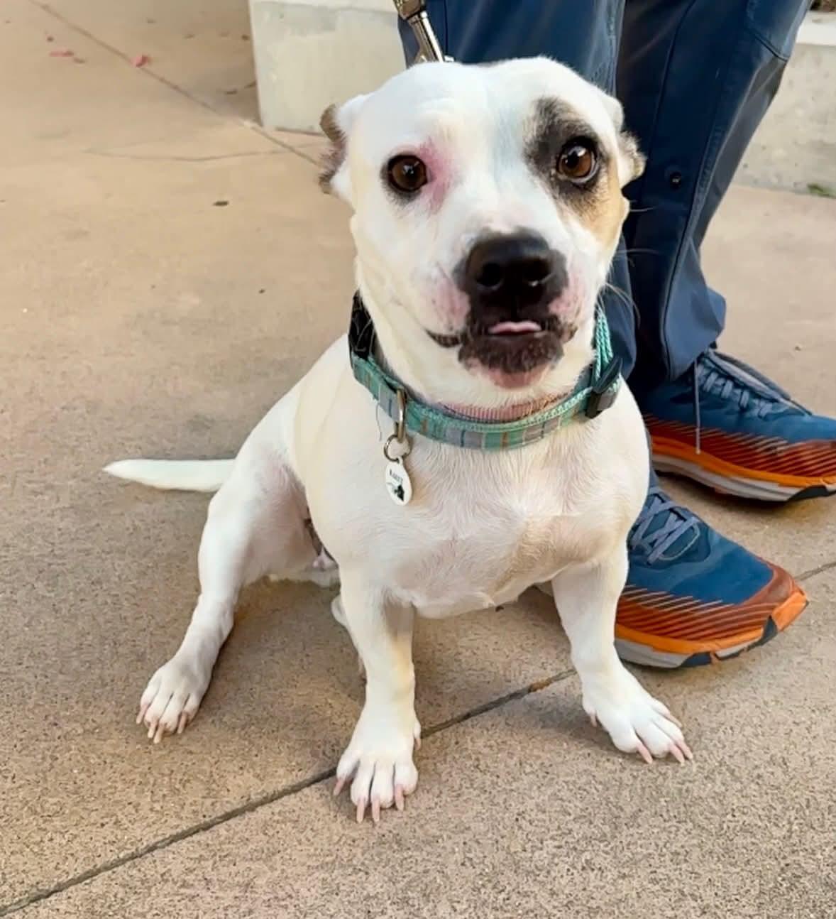 Enlarge Kimchi, an adopted mixed breed in Marana, AZ image 6/6