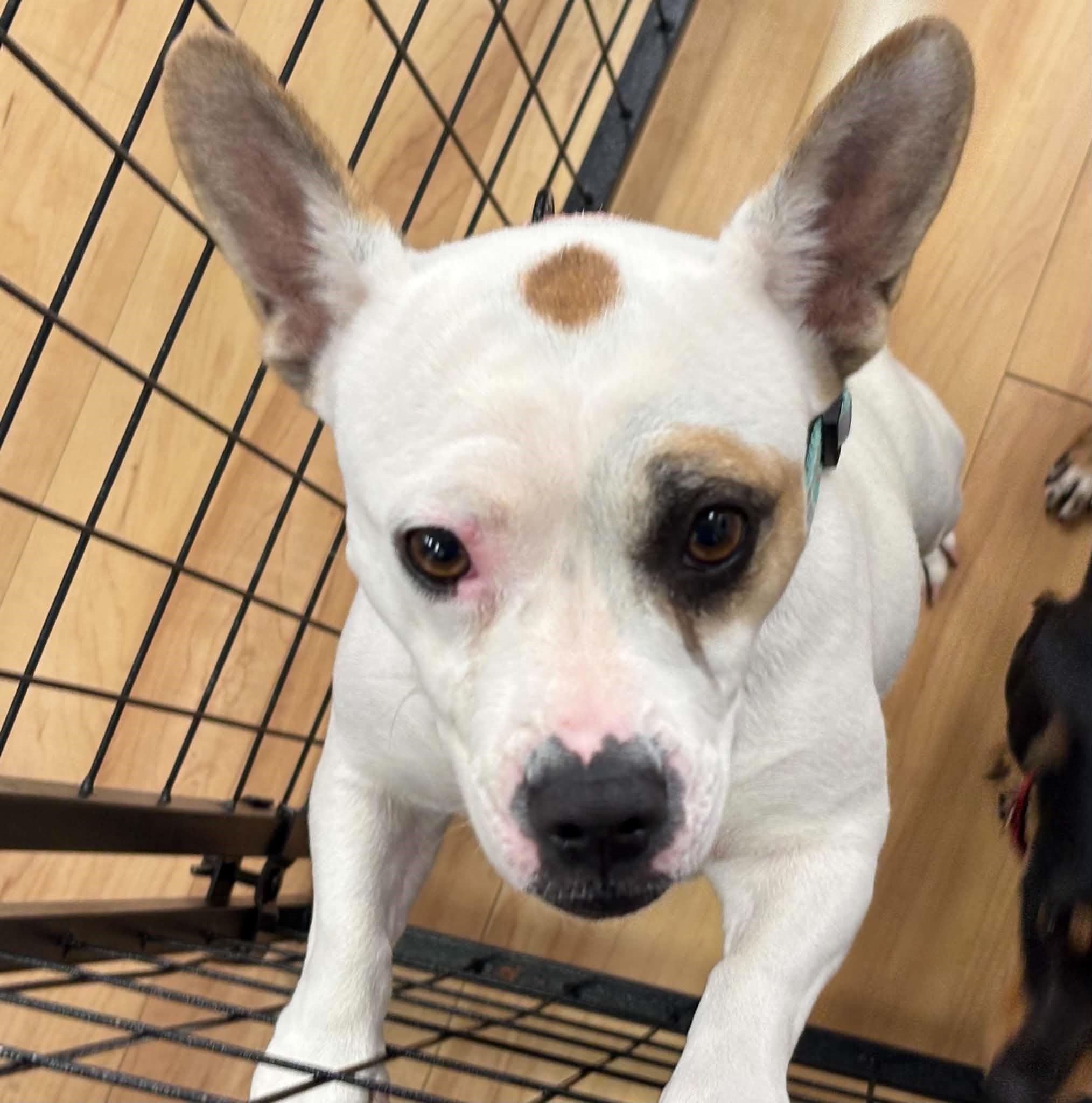 Enlarge Kimchi, an adopted mixed breed in Marana, AZ image 2/6