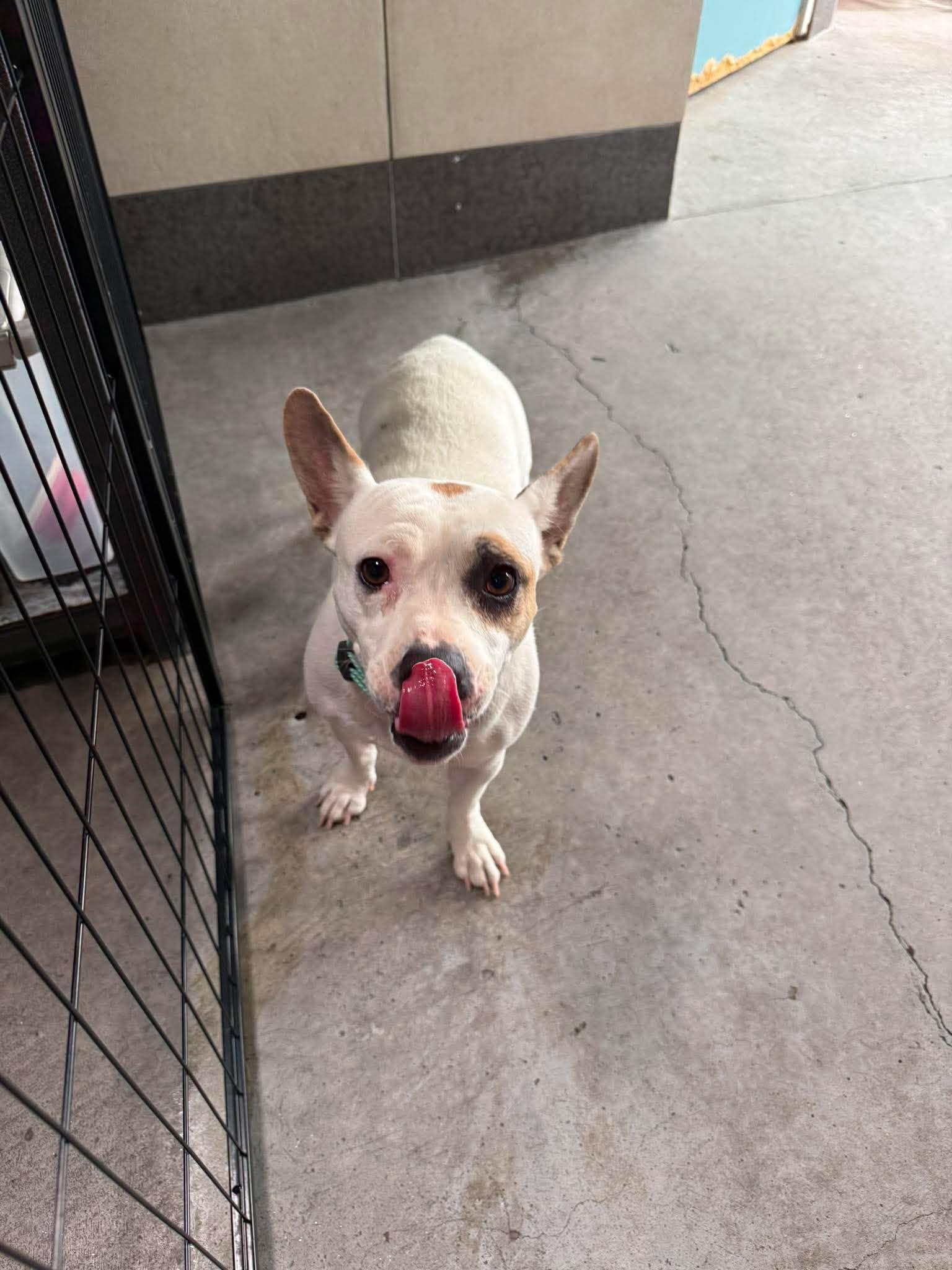 Enlarge Kimchi, an adopted mixed breed in Marana, AZ image 3/6