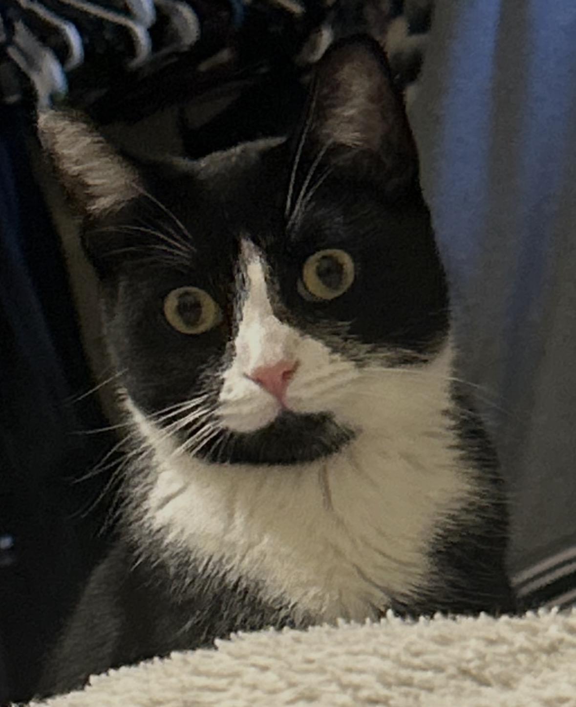 Enlarge Emi ( Sweet & Friendly) , an adopted Domestic Short Hair in Staten Island, NY image 1/5