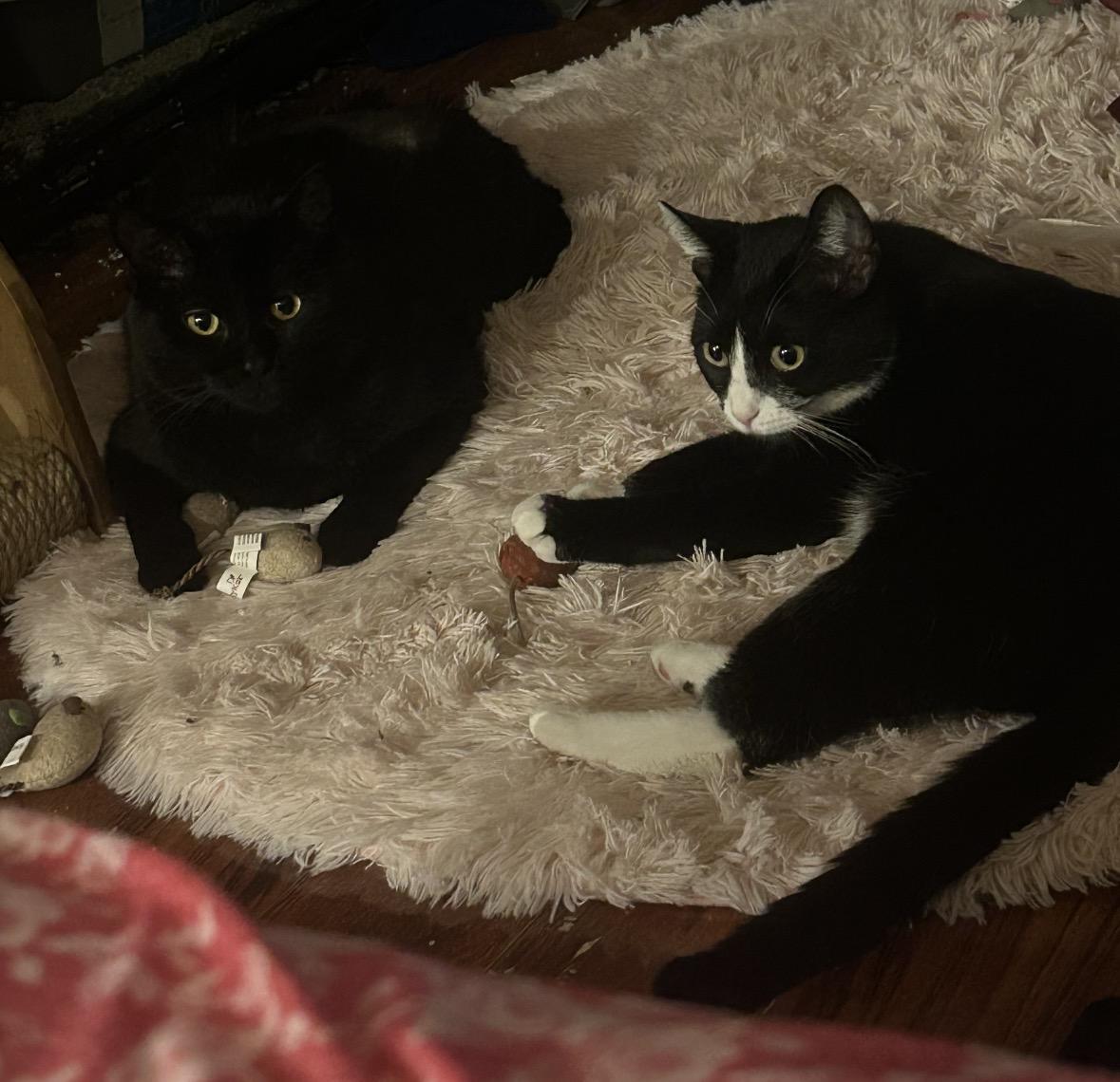 Enlarge Emi ( Sweet & Friendly) , an adopted Domestic Short Hair in Staten Island, NY image 3/5