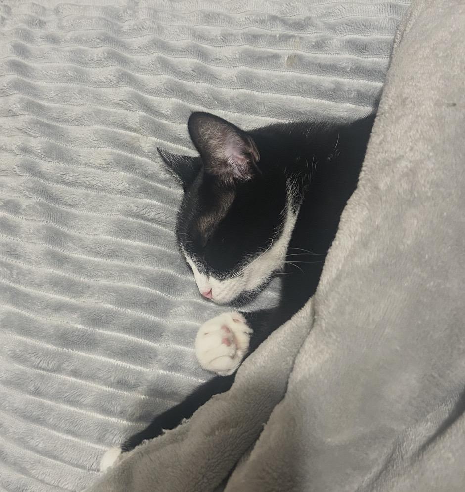 Enlarge Emi ( Sweet & Friendly) , an adopted Domestic Short Hair in Staten Island, NY image 2/5