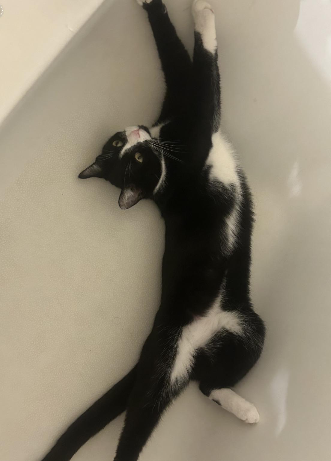 Enlarge Emi ( Sweet & Friendly) , an adopted Domestic Short Hair in Staten Island, NY image 4/5