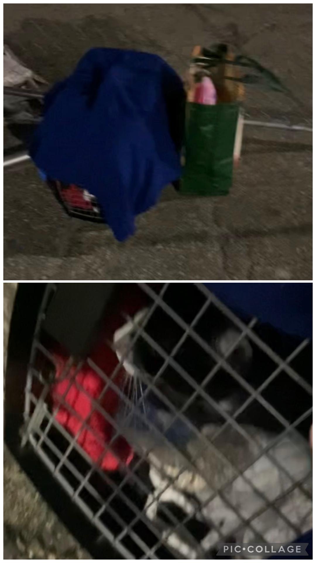 Enlarge Emi ( Sweet & Friendly) , an adopted Domestic Short Hair in Staten Island, NY image 5/5